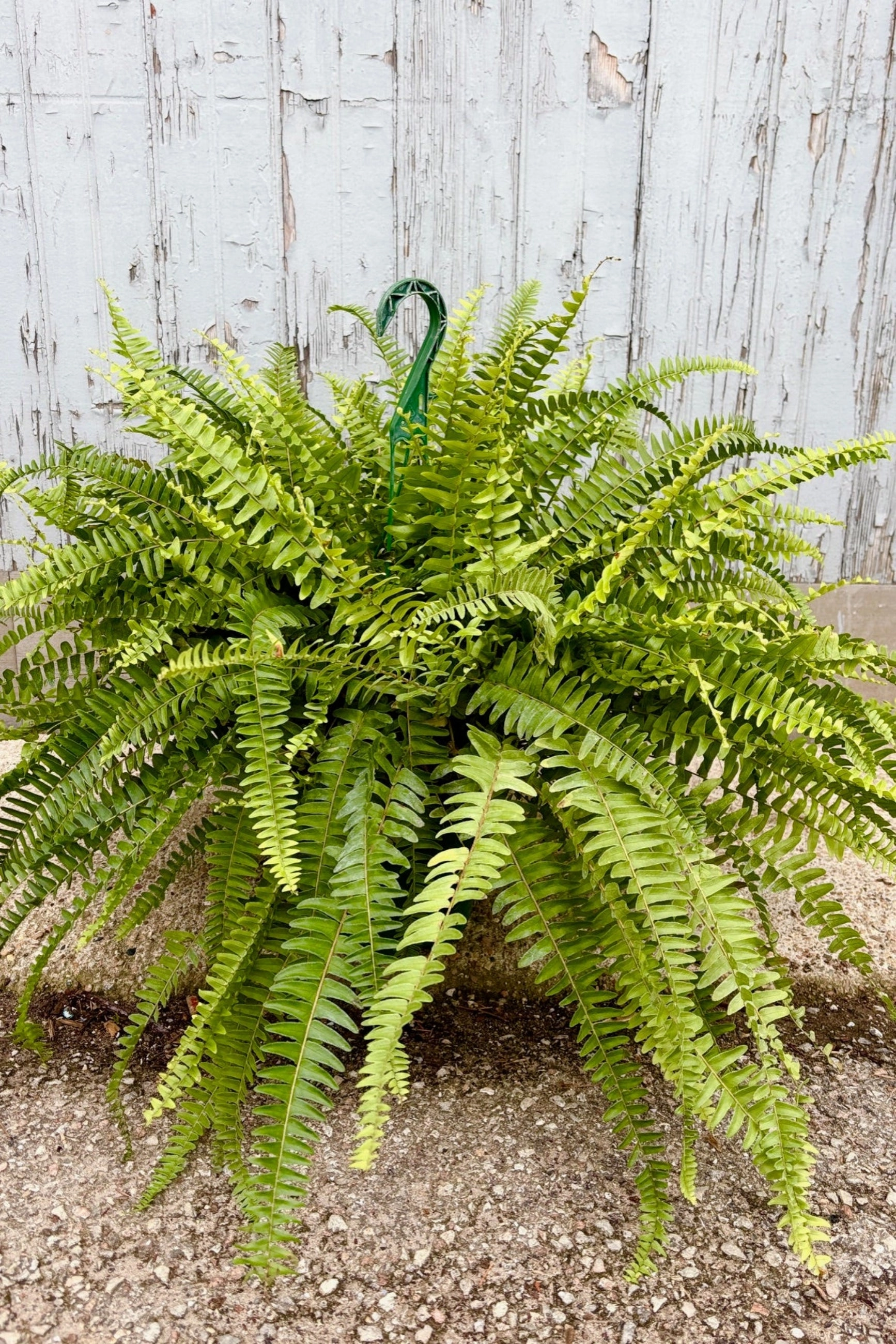 Nephrolepis exaltata "Boston Fern" 8" medium flower pot  