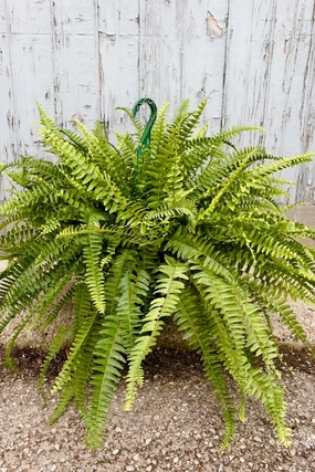 Nephrolepis exaltata "Boston Fern" 8" medium flower pot  