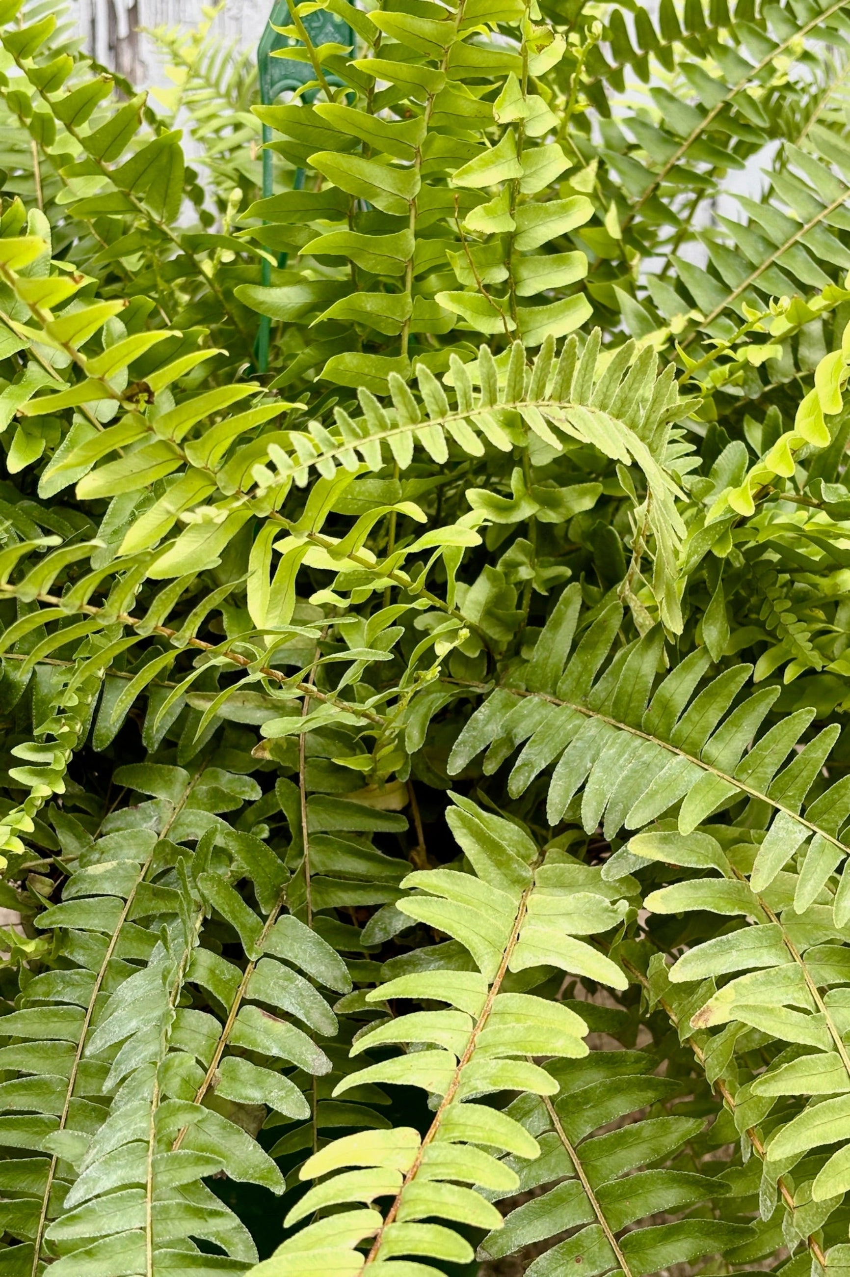 Nephrolepis exaltata "Boston Fern" 8"