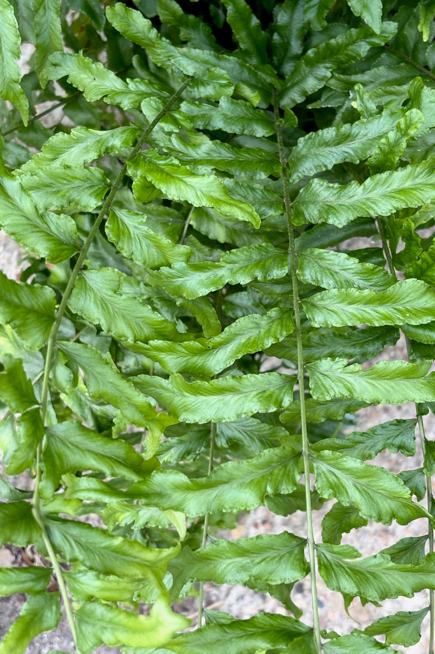 Nephrolepis falcata 'Furcans' "Fishtail" 8"