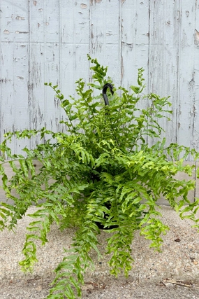 Nephrolepis falcata 'Furcans' "Fishtail" 8" medium flower pot  