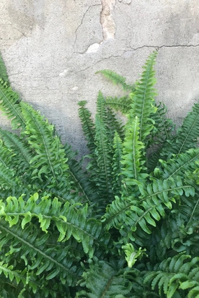 Nephrolepis obliterata 'Kimberley Queen' 6" medium flower pot  