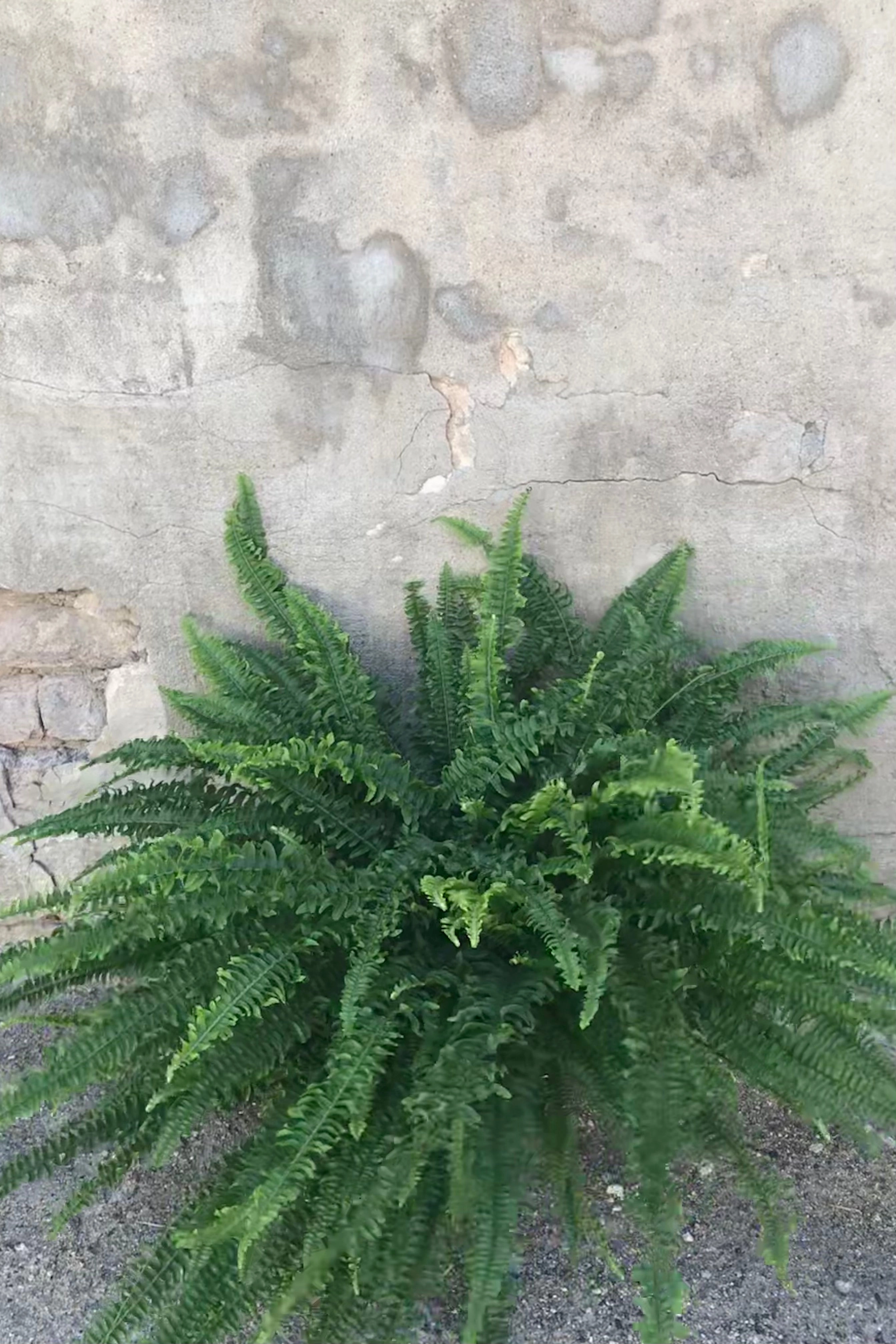 Nephrolepis obliterata 'Kimberley Queen' 6"