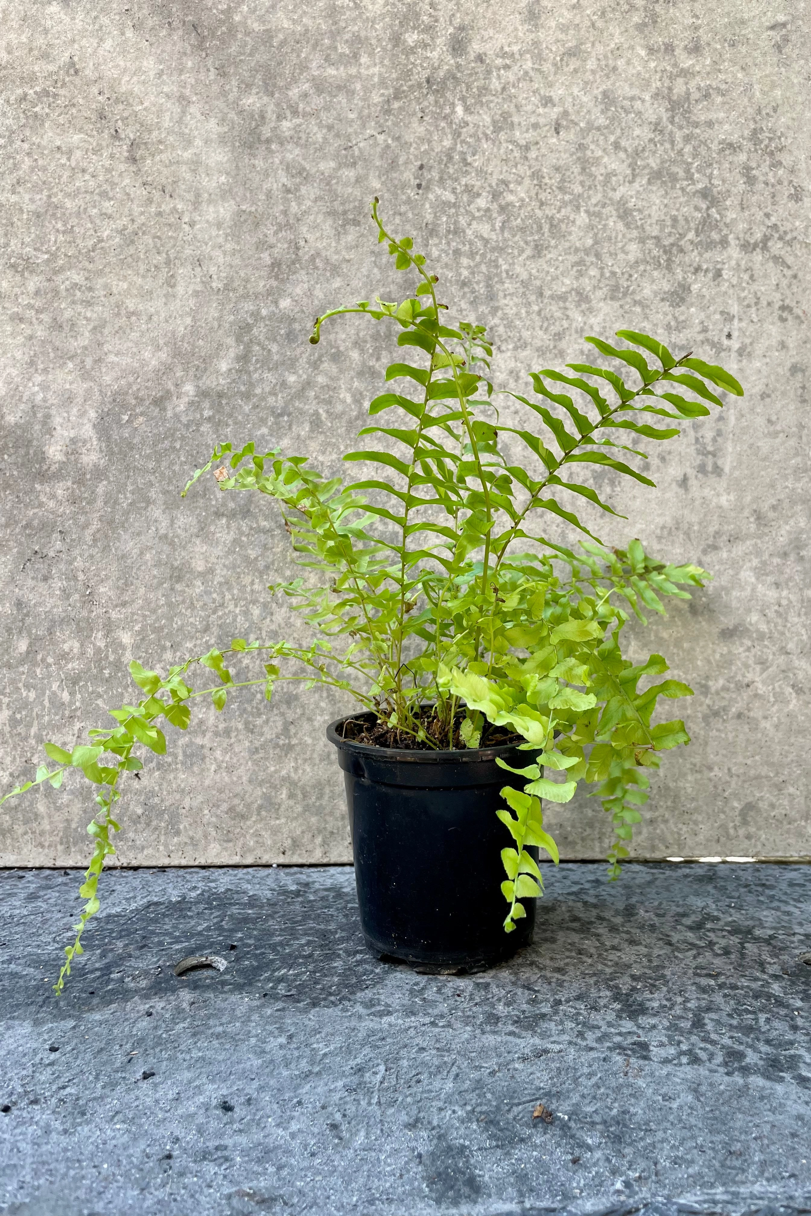 Nephrolepis "Boston Ferns" 4"