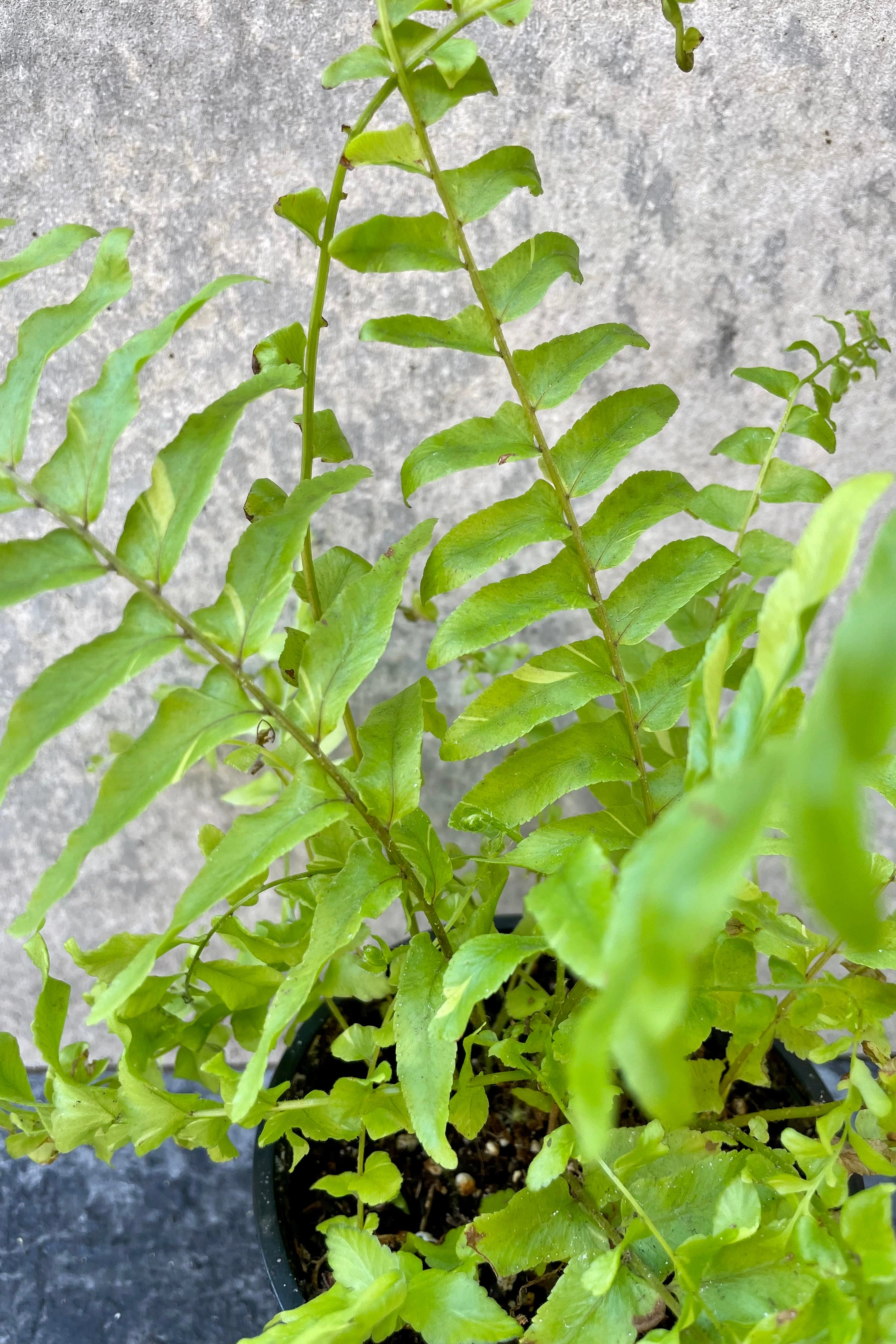 Nephrolepis "Boston Ferns" 4" medium flower pot  