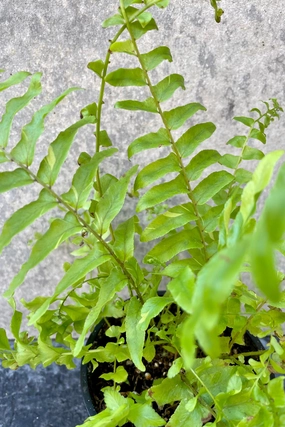 Nephrolepis "Boston Ferns" 4" medium flower pot  