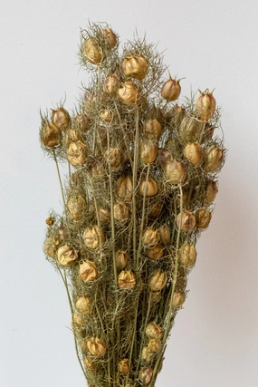Nigella Natural Preserved Bunch indoor houseplants  