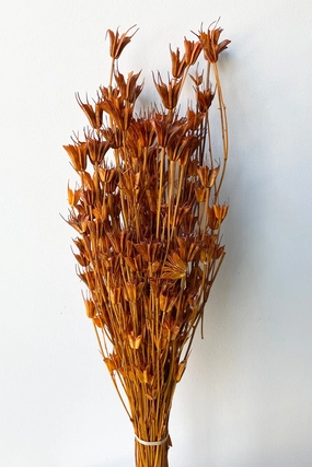 Nigella Orientalis Ochre Color Preserved Bunch indoor houseplants  