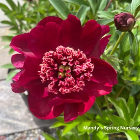 Nippon Beauty Red Garden Peony | Paeonia traditional flower vase  