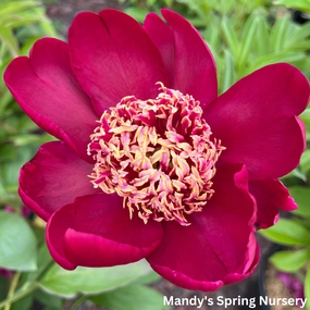 Nippon Chief Peony single layer plant shelf  
