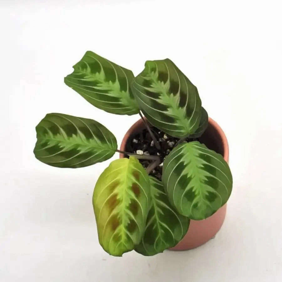 noID Maranta