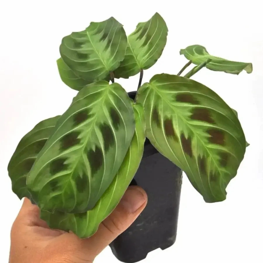 noID Maranta large flower pot  