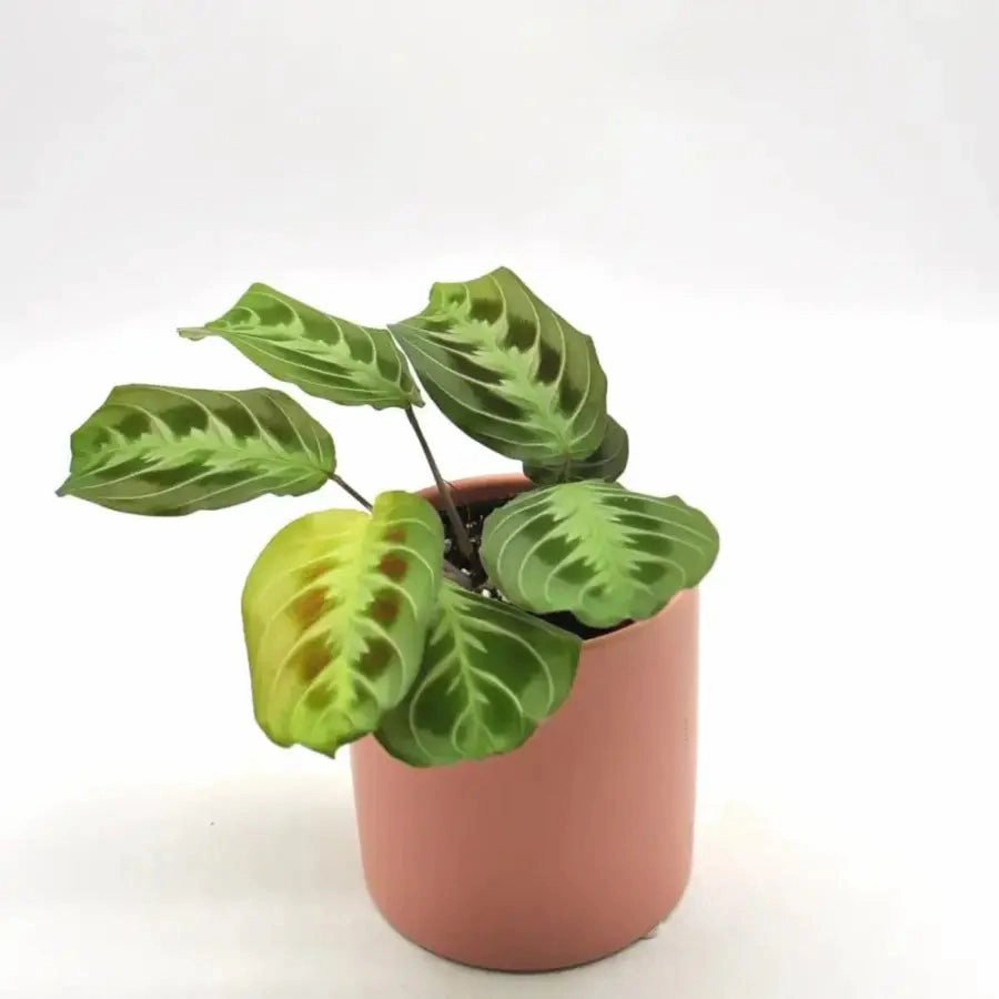 noID Maranta