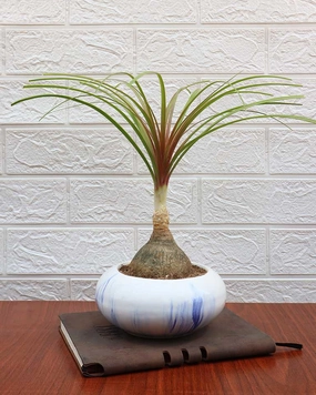 Nolina Bonsai Plant in Ceramic Marble Pot (Beaucarnea recurvata C Ponytail Palm) medium flower pot  