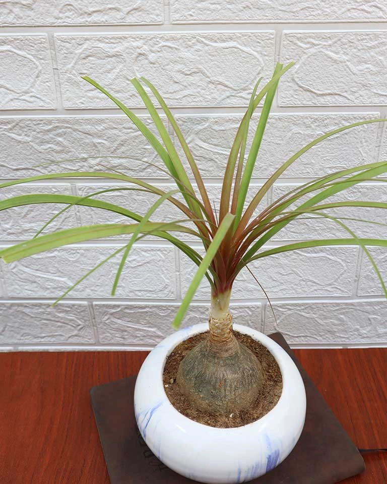 Nolina Bonsai Plant in Ceramic Marble Pot (Beaucarnea recurvata C Ponytail Palm)
