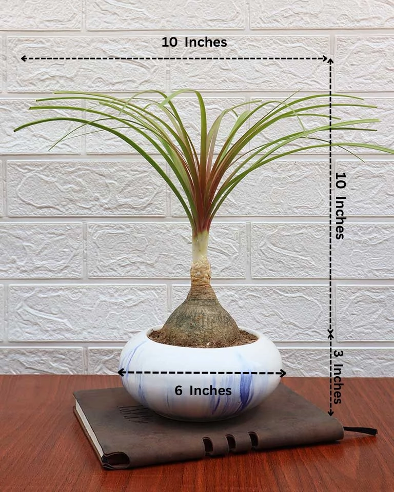 Nolina Bonsai Plant in Ceramic Marble Pot (Beaucarnea recurvata C Ponytail Palm)