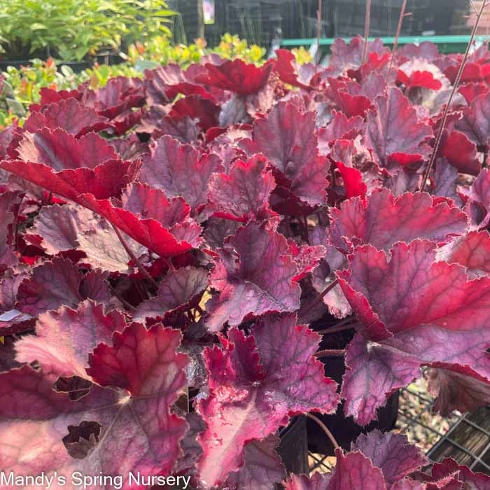 Northern Exposure Purple Coral Bells|  Heuchera single layer plant shelf  