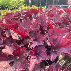 Northern Exposure Purple Coral Bells|  Heuchera single layer plant shelf  