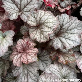 Northern Exposure Silver Coral Bells | Heuchera single layer plant shelf  