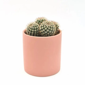 Notocactus/Parodia large flower pot  