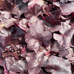 Obsidian Coral Bells | Huechera single layer plant shelf  