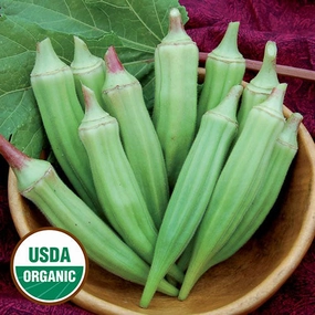 Okra, Clemson Spineless Organic Seeds small flower pot  