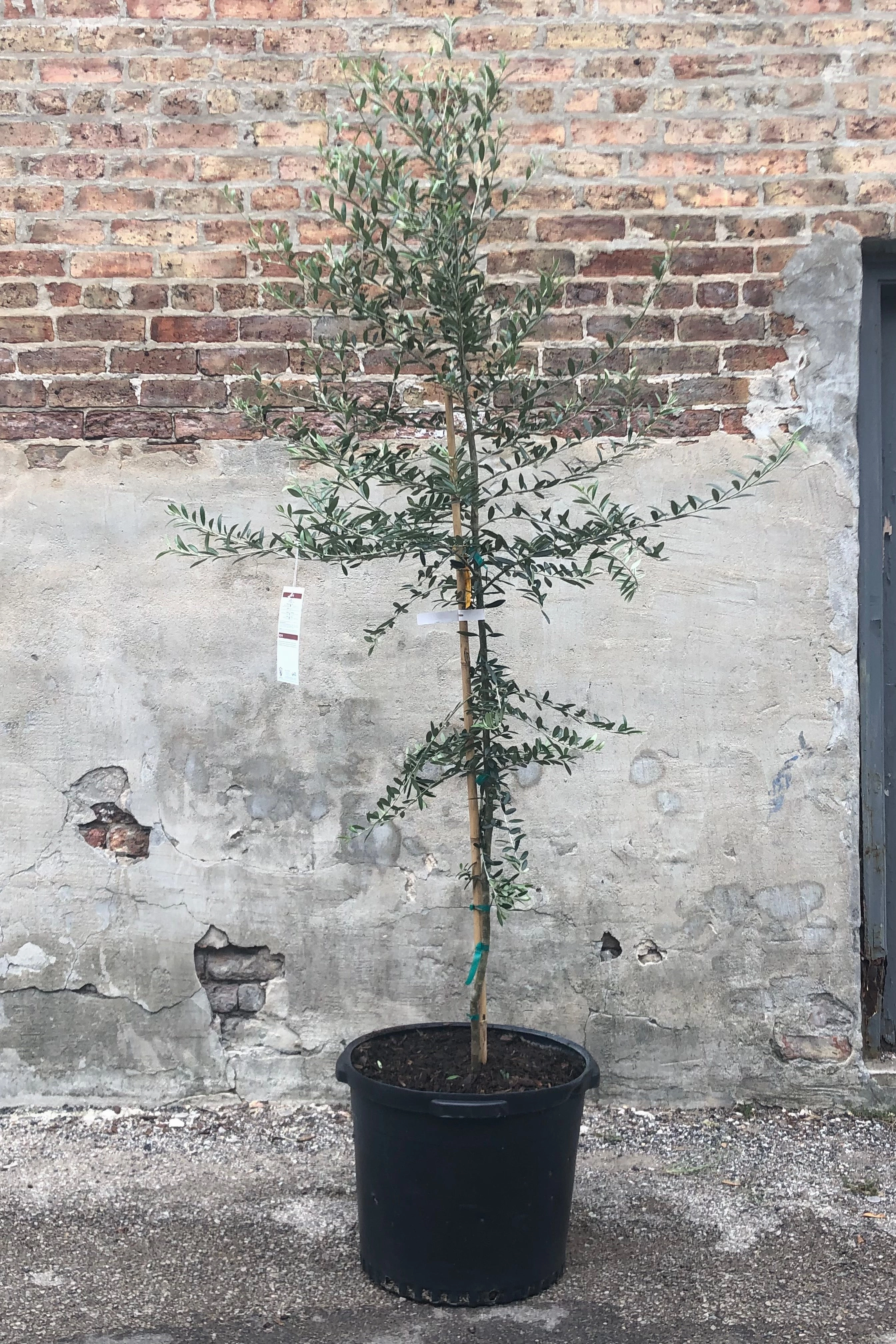 Olea europaea "Olive Tree" standard form 17"