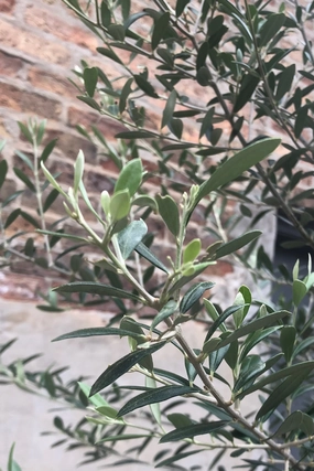 Olea europaea "Olive Tree" standard form 17" medium flower pot  