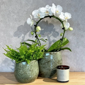 Oliver Pot Round Green plant seeds  