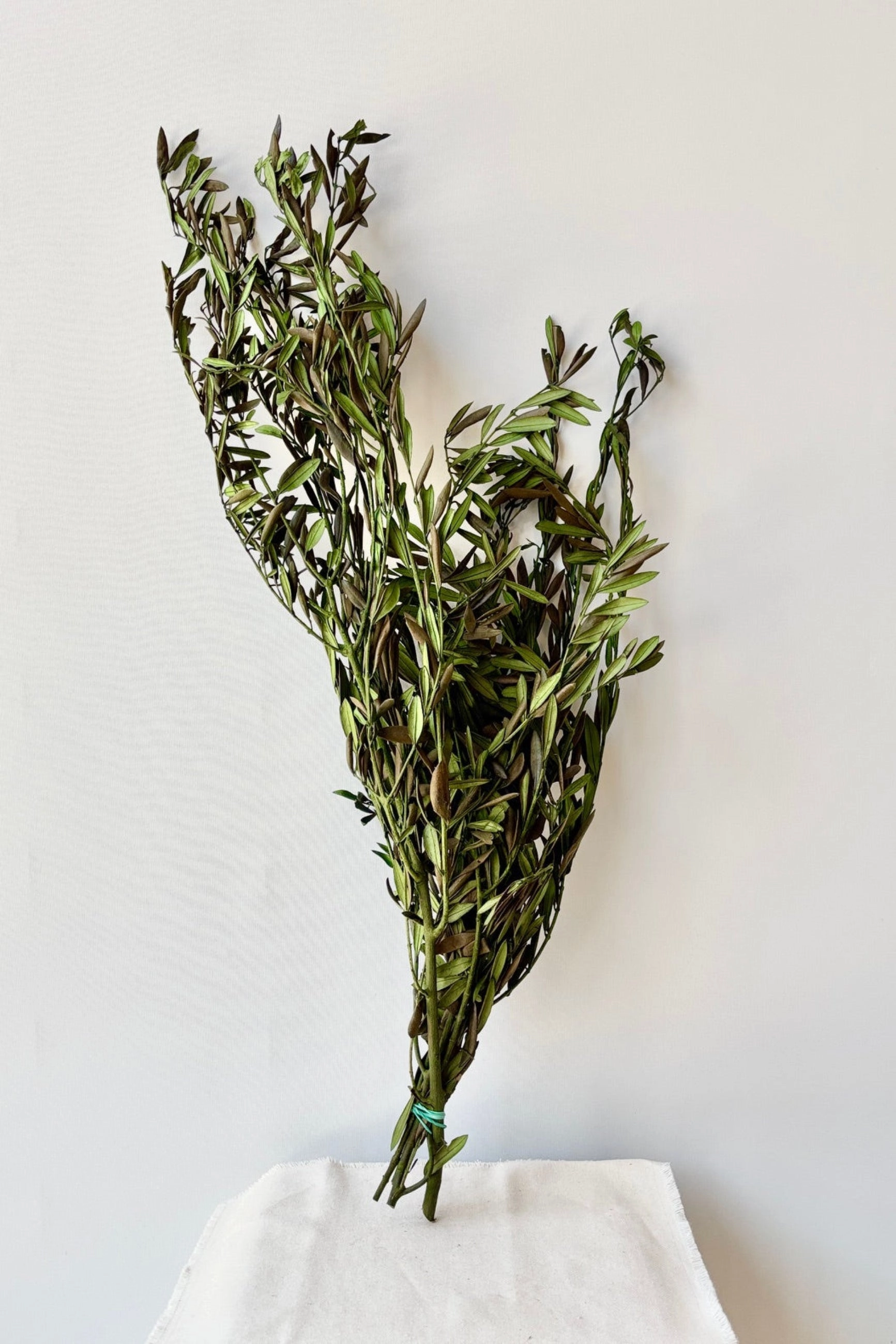 Olivo Green Color Preserved Bunch indoor houseplants  