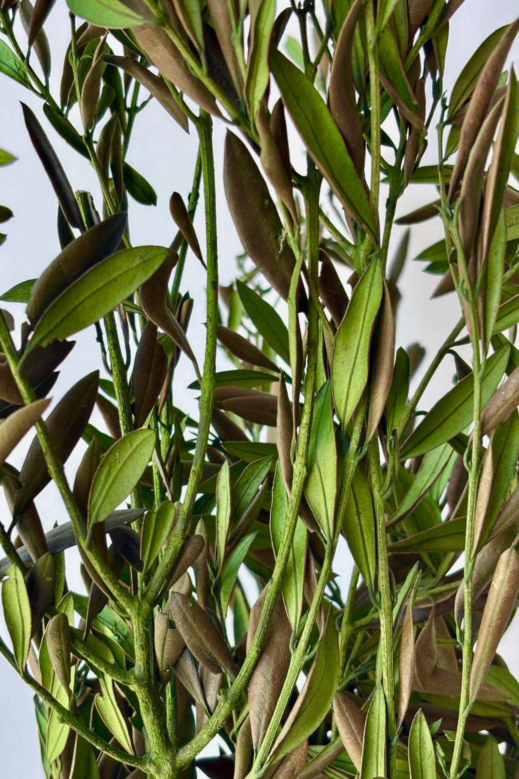 Olivo Green Color Preserved Bunch