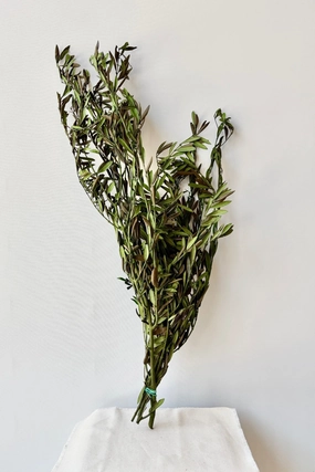 Olivo Green Color Preserved Bunch indoor houseplants  