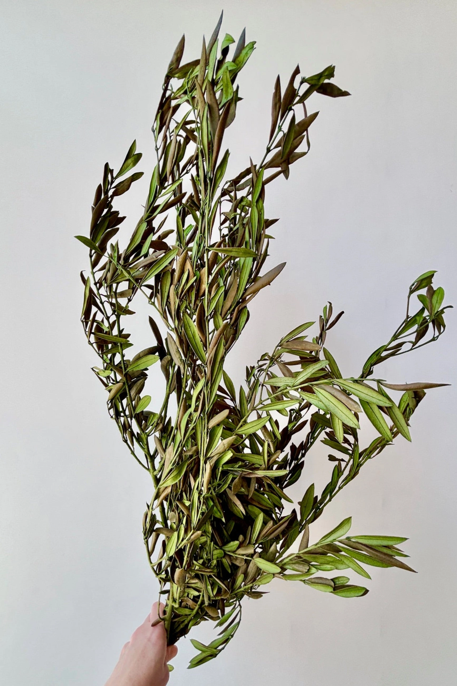 Olivo Green Color Preserved Bunch