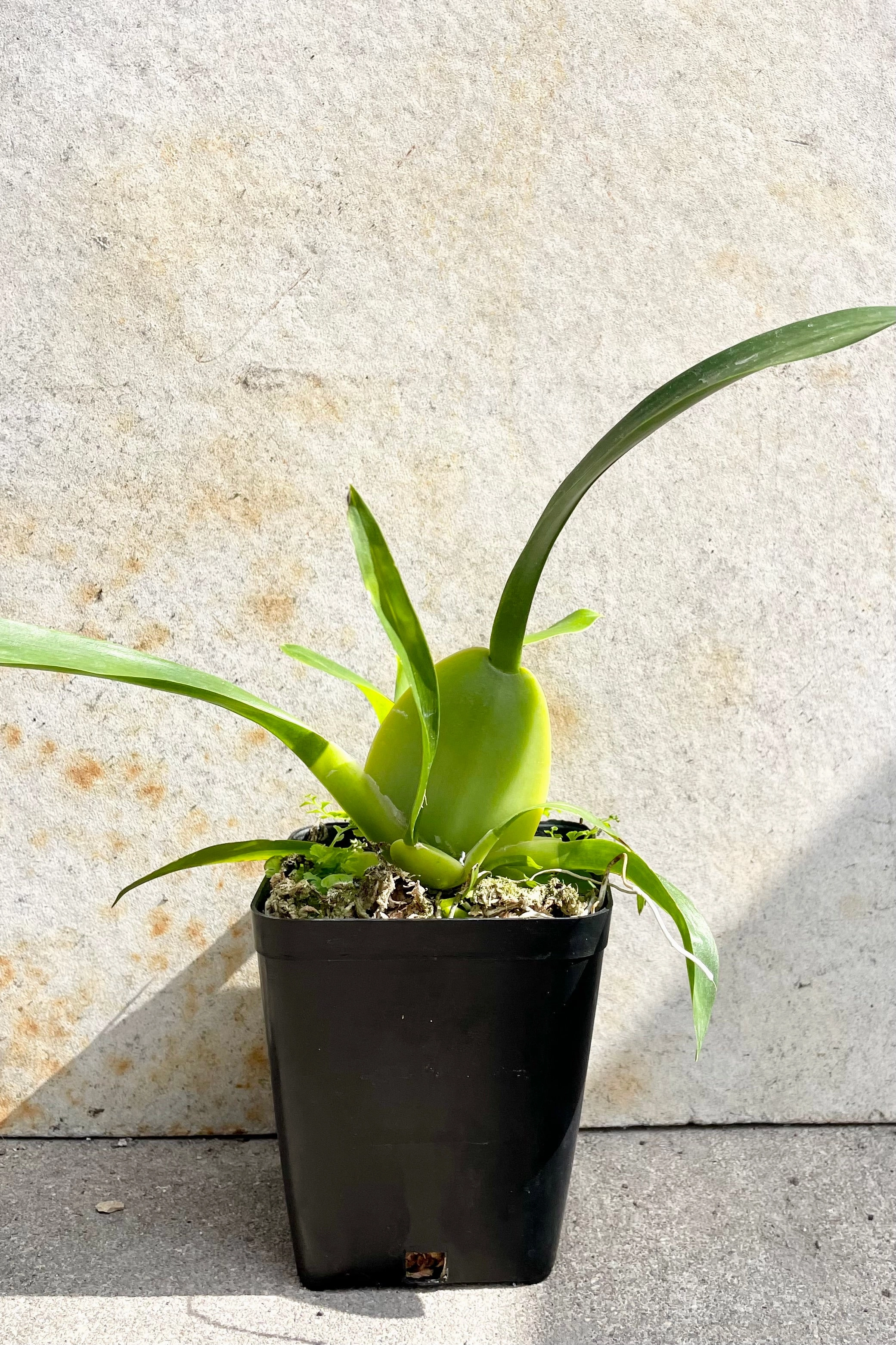 Oncidium 'Sharry Baby' 4"