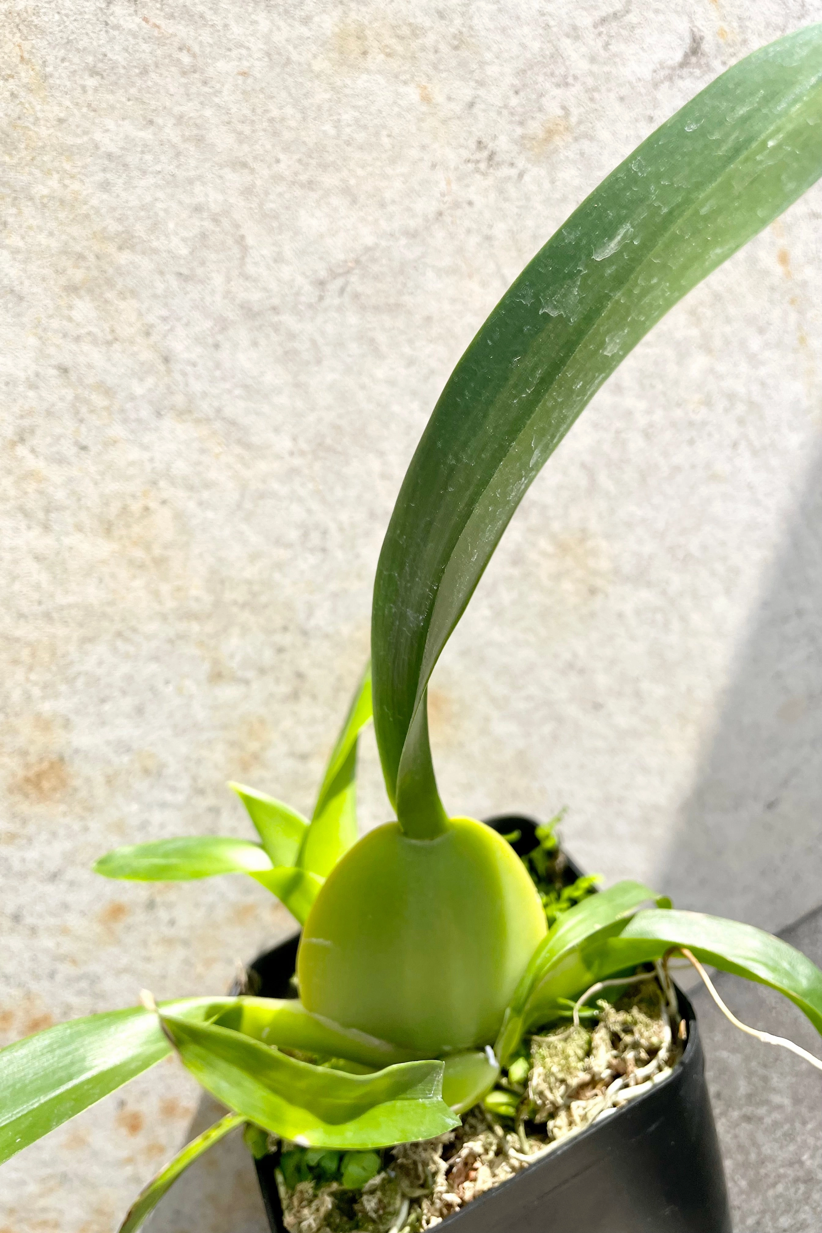 Oncidium 'Sharry Baby' 4" medium flower pot  