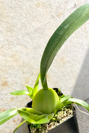 Oncidium 'Sharry Baby' 4" medium flower pot  