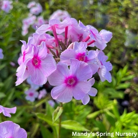Opalescence Tall Garden Phlox | Phlox paniculata traditional flower vase  