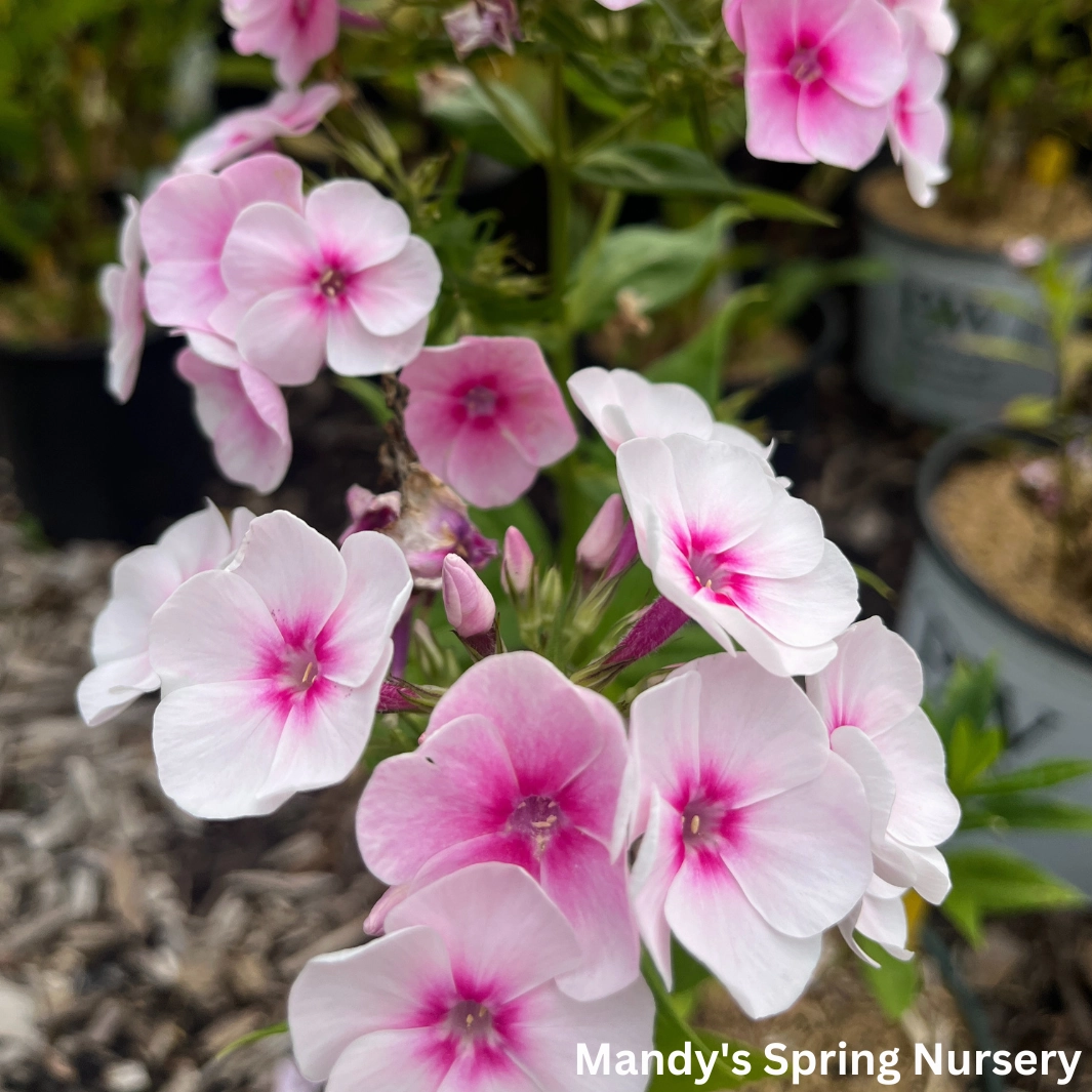 Opalescence Tall Garden Phlox | Phlox paniculata