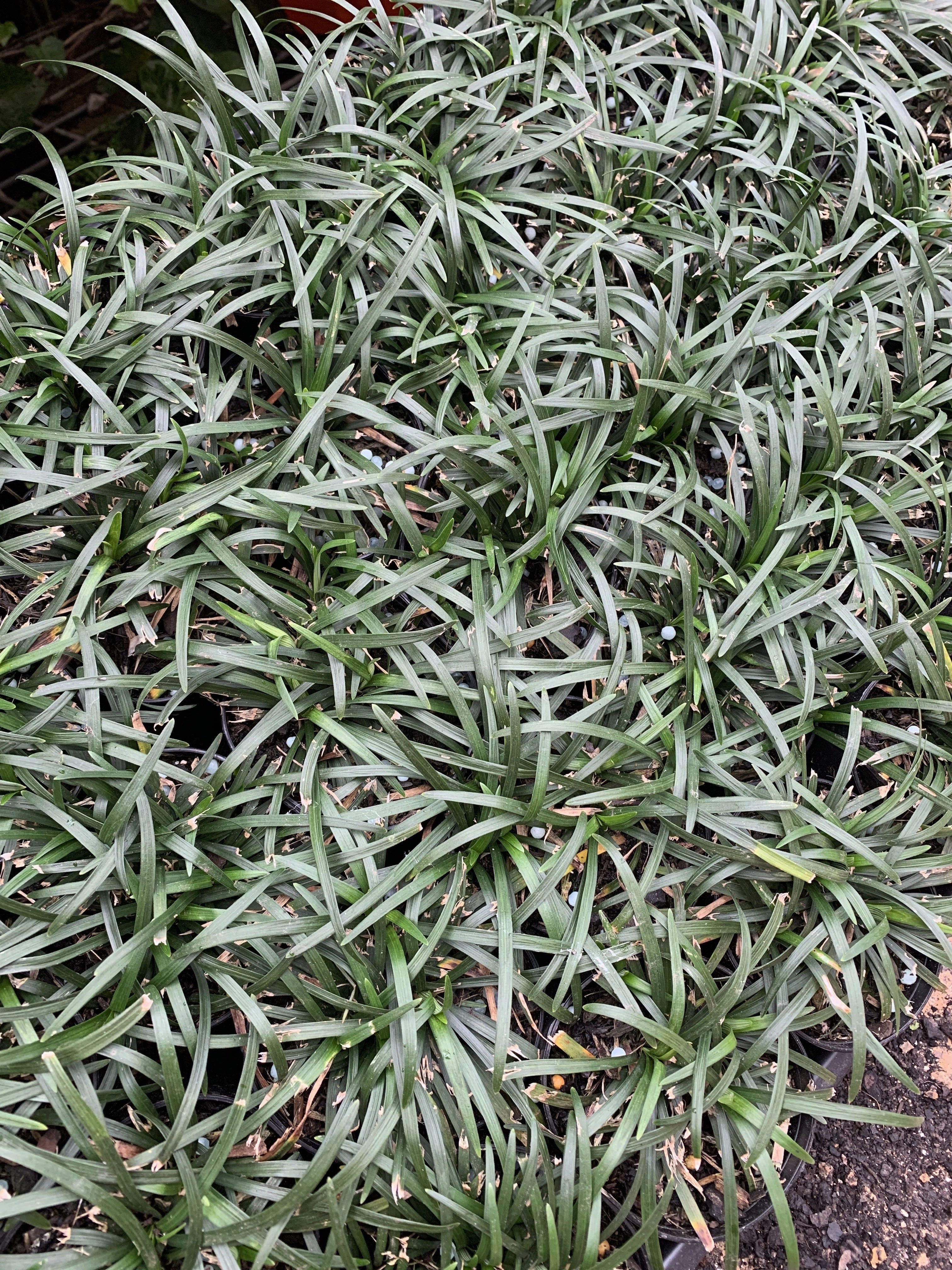 Ophiopogon japonicus 'Nana' small flower pot  