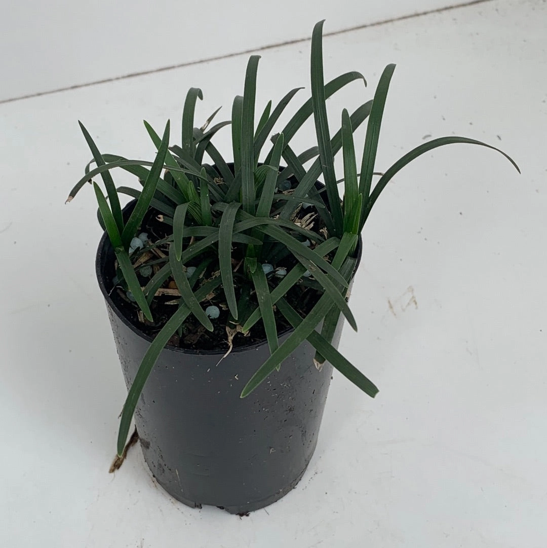 Ophiopogon japonicus 'Nana'
