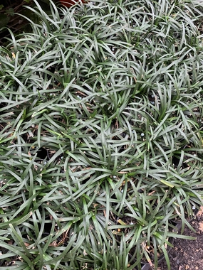 Ophiopogon japonicus 'Nana' small flower pot  