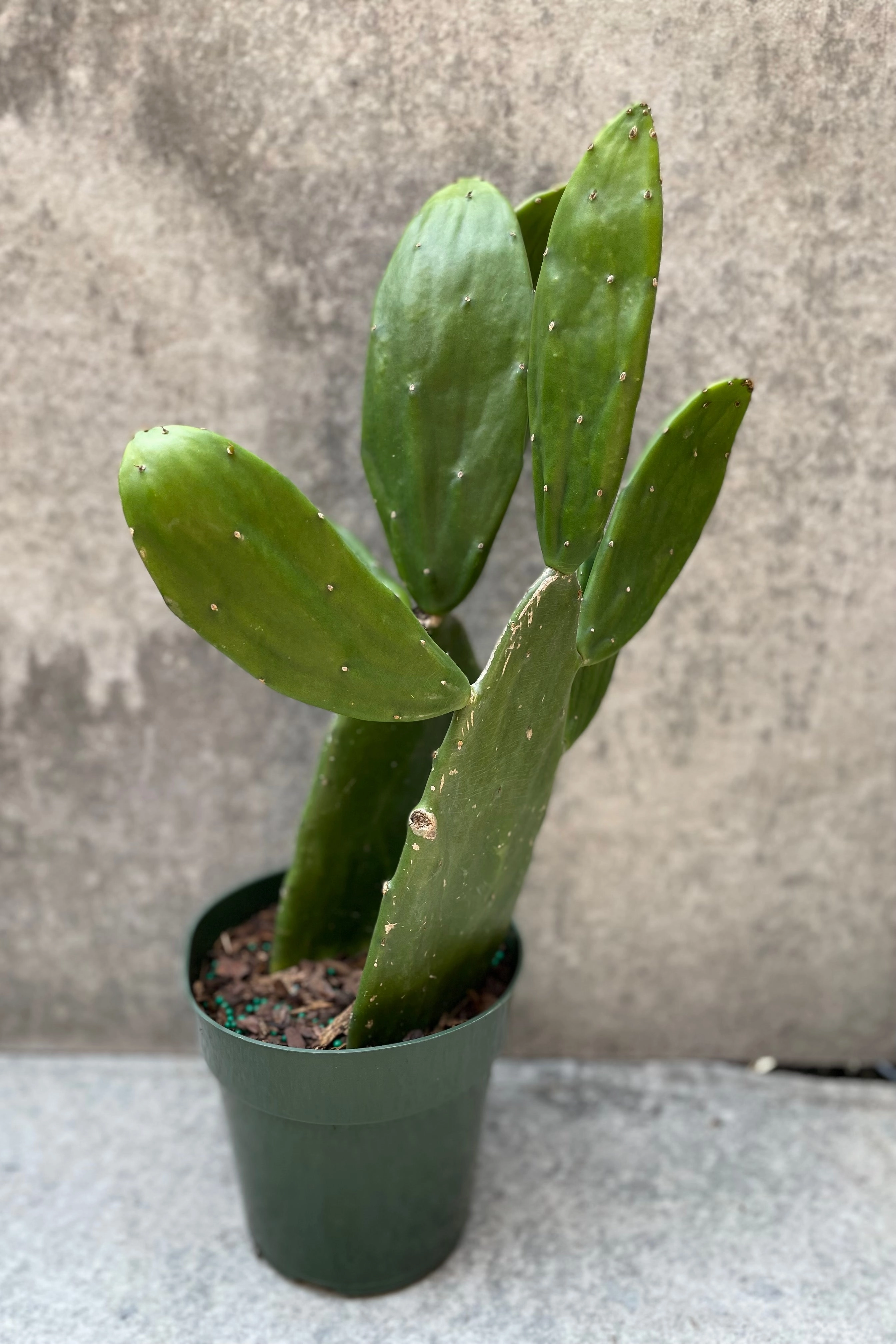 Opuntia 6"