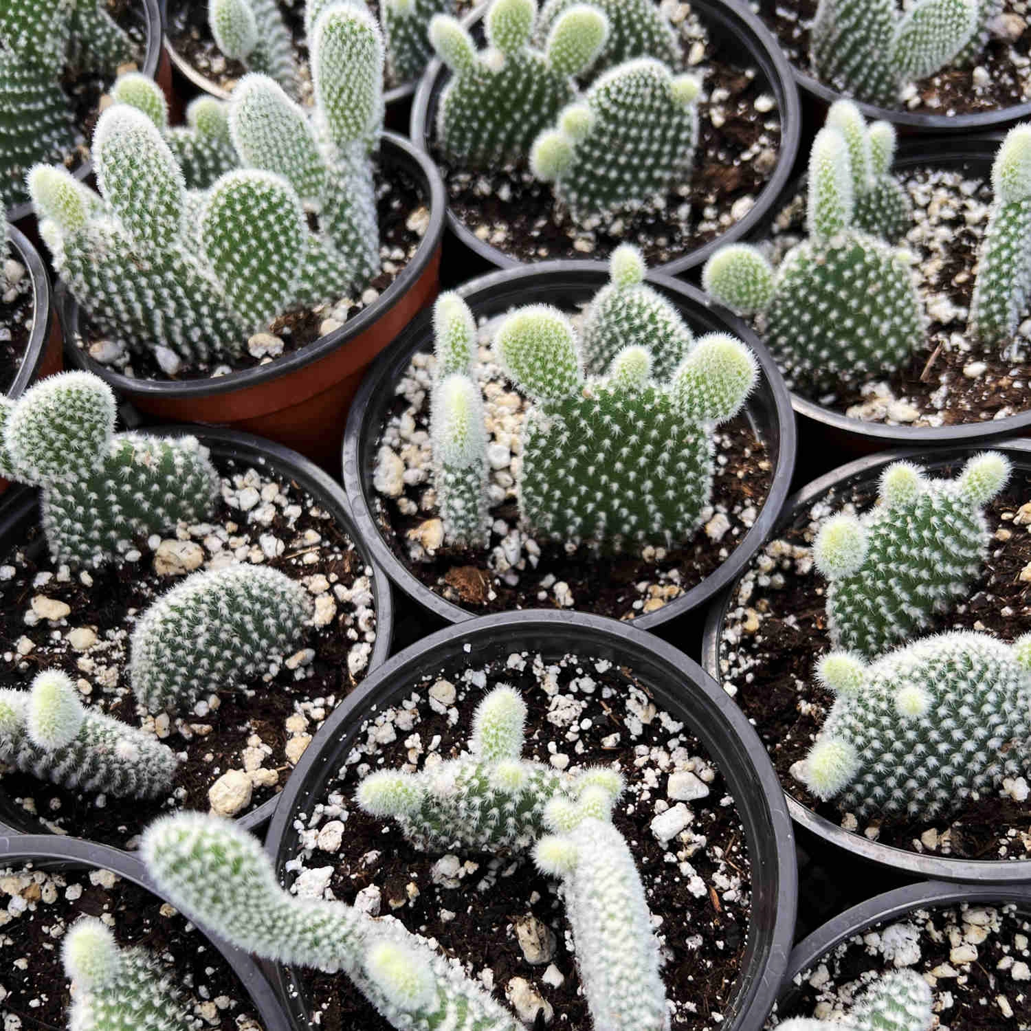 Opuntia microdasys albata 'Bunny Ears' (4 inch)