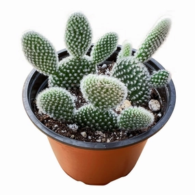 Opuntia microdasys albata 'Bunny Ears' (4 inch) mini ornamental plant  