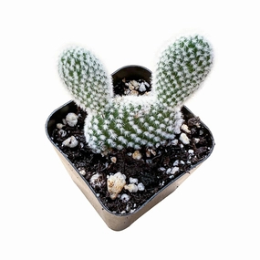 Opuntia microdasys albata 'Bunny Ears' mini ornamental plant  