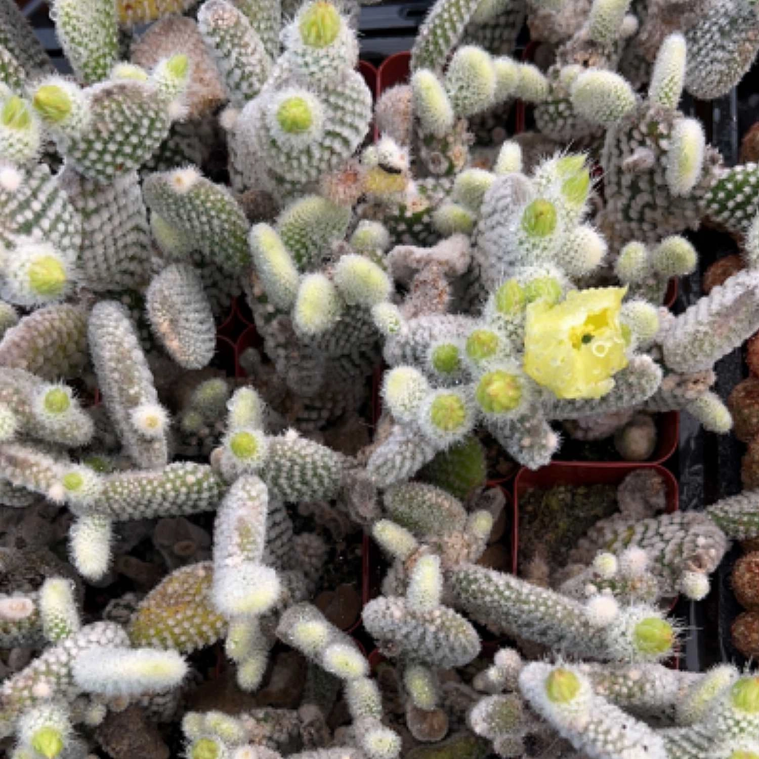 Opuntia microdasys albata 'Bunny Ears'