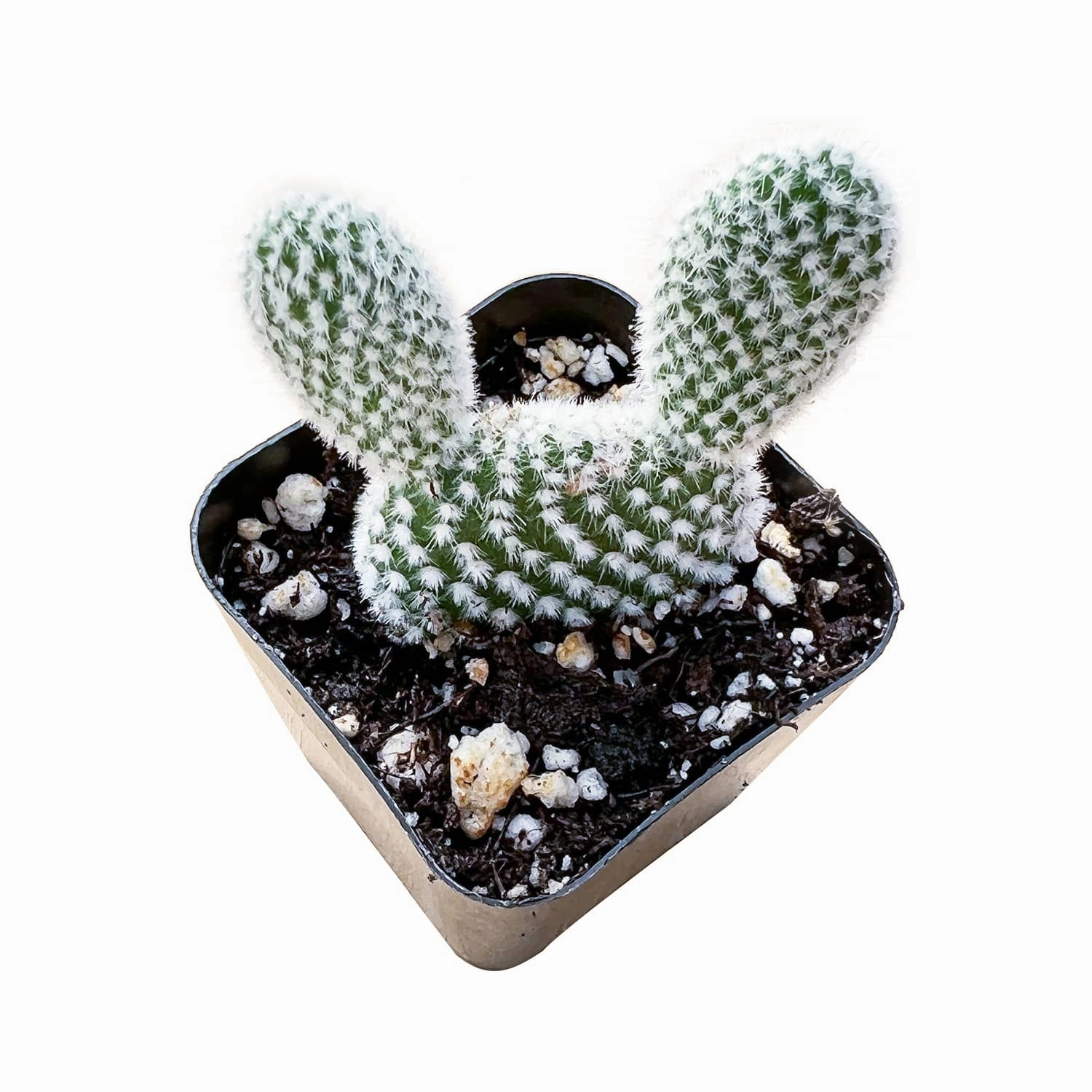 Opuntia microdasys albata 'Bunny Ears' mini ornamental plant  