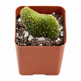 Opuntia Microdasys Monstrose mini ornamental plant  