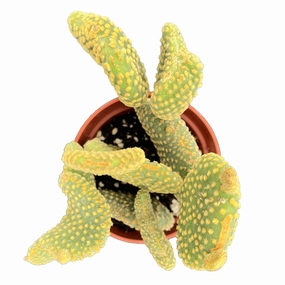 Opuntia Microdasys Monstrose (4 inch) mini ornamental plant  