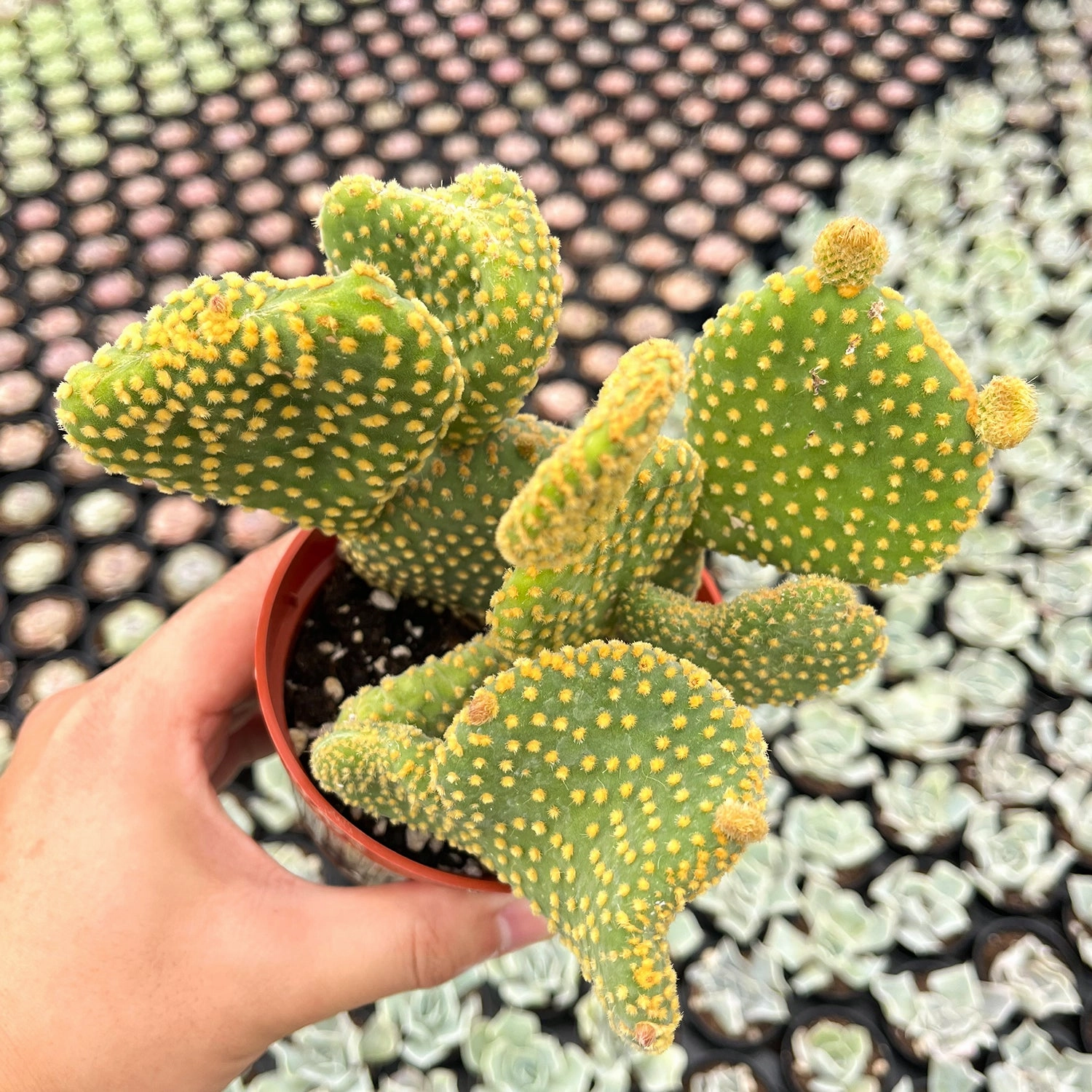 Opuntia Microdasys Monstrose (4 inch)